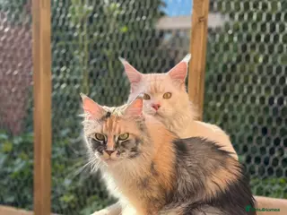 Maine Coon cats The last Maine Coon Shaded Line kittens pedigrees - Advert 1