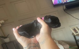 Cocker Spaniel dogs for sale: Cocker spaniel puppies  - Image 6