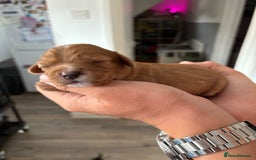 Cavalier King Charles Spaniel dogs for sale: Cavalier King Charles spaniels  - Image 3