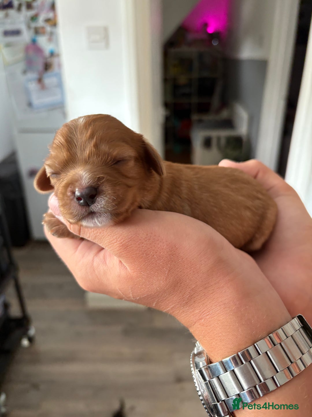Cavalier King Charles Spaniel dogs for sale: Cavalier King Charles spaniels  - Image 3