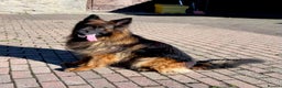 German Shepherd dogs for sale: Beautiful KC reg German Shepherd puppies for sale  - Advert 13