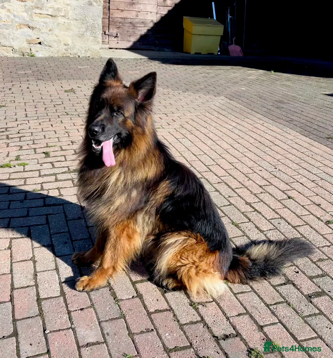 German Shepherd dogs for sale: Beautiful KC reg German Shepherd puppies for sale  - Advert 3