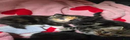 Mixed Breed cats for sale: Mixed fluffy kittens  - Advert 3