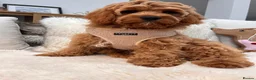 Cavapoo dogs for sale: Cavapoo boy - Advert 11