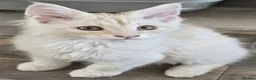 Maine Coon cats for sale: Ready now TICA registered Maine Coon kitten's - Advert 6