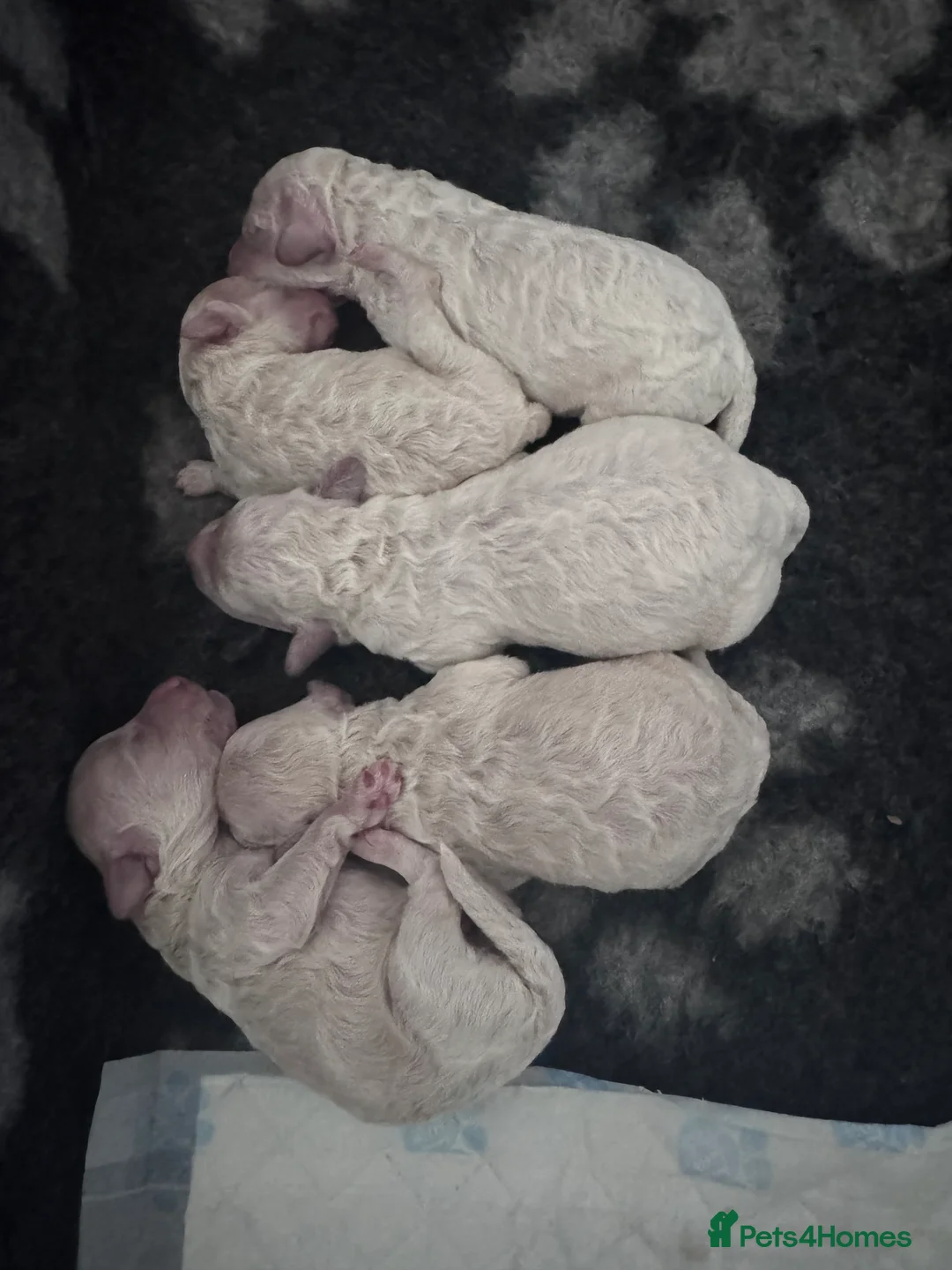 Poochon dogs for sale: Poochon puppies  - Advert 2