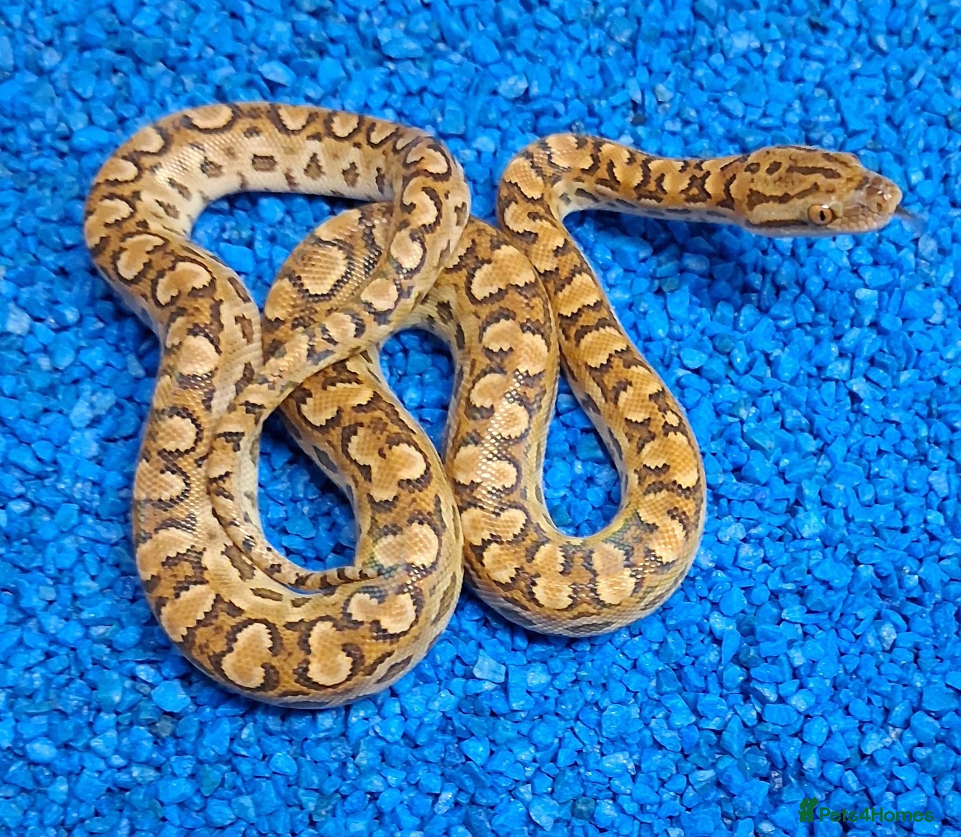 Boa Snake reptiles Argentina Rainbow Boa's - Advert 2