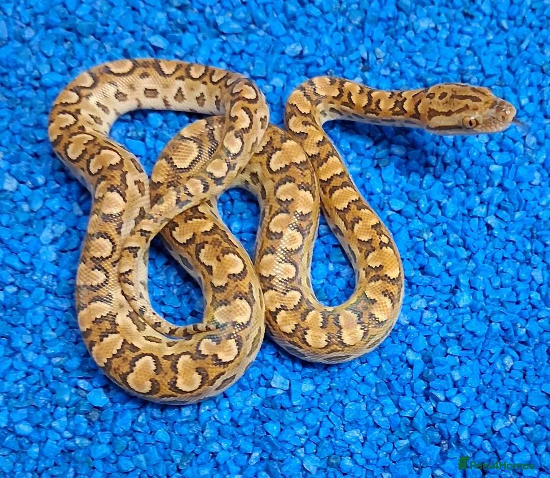Boa Snake reptiles for sale: Argentina Rainbow Boa's - Advert 2