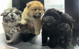 Chow Chow dogs for sale: BLACK GIRL CHOW CHOW - READY NOW!!! - Image 5