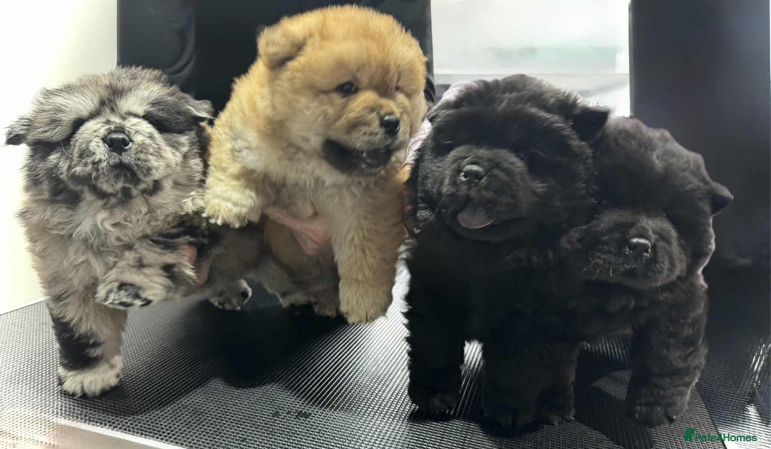 Chow Chow dogs for sale: BLACK GIRL CHOW CHOW - READY NOW!!! - Image 5