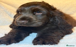 Cocker Spaniel dogs for sale: KC Show Cocker Spaniel boy fully vaccinated  - Image 4