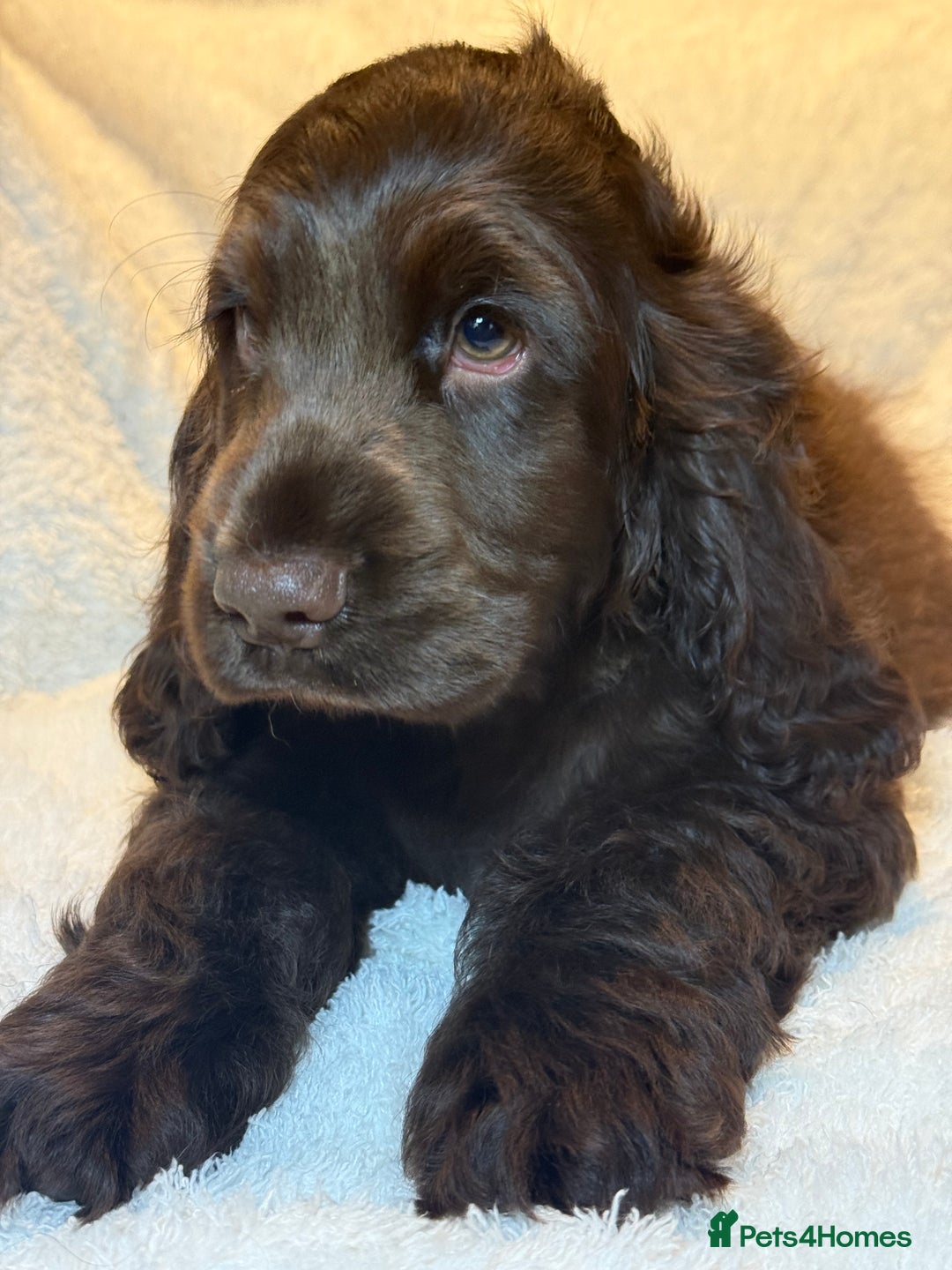 Cocker Spaniel dogs for sale: KC Show Cocker Spaniel boy fully vaccinated  - Image 4
