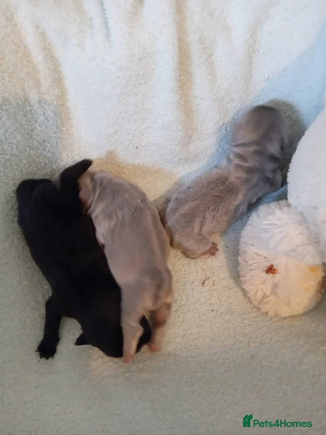 French Bulldog dogs for stud: Lilac and tan carrying cream, testable & fluffy in Motherwell - Advert 7