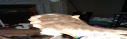 Domestic Shorthair cats for sale: Domestic shorthair  - Advert 11