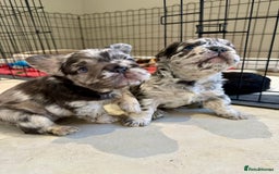 French Bulldog dogs for sale: Visual Fluffy French Bulldogs x 4 Male - Advert 4