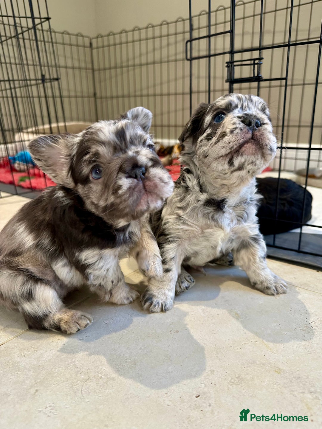 French Bulldog dogs for sale: Visual Fluffy French Bulldogs x 4 Male - Advert 4