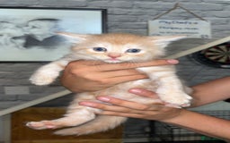 Mixed Breed cats for sale: half maincoon kittens  - Image 4