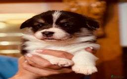 Welsh Corgi Pembroke dogs for sale: 2 Tri/KC girls from health tested parents - Image 22