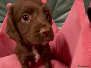 Cocker Spaniel dogs Cocker spaniel - Advert 1