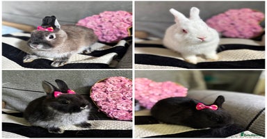 Netherland Dwarf rabbits - Advert 13