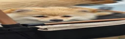Pomeranian dogs for sale: 🐾 Beautiful Home-Raised Pomeranian Puppies   - Advert 9