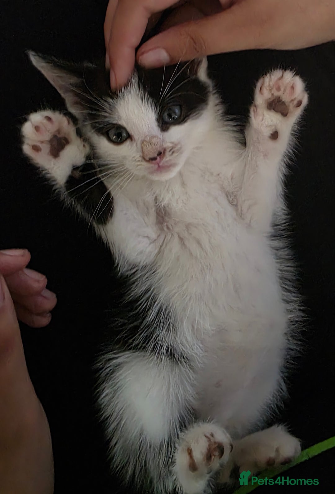 Mixed Breed cats for sale: Beautiful Calico Kittens - Image 6