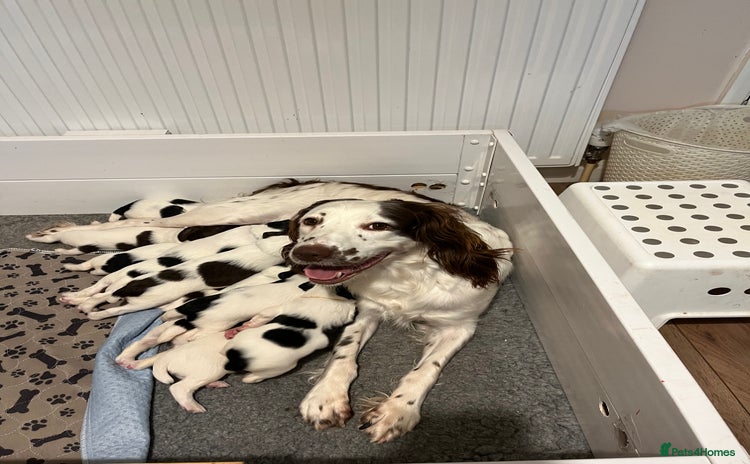 English Springer Spaniel dogs - Advert 1