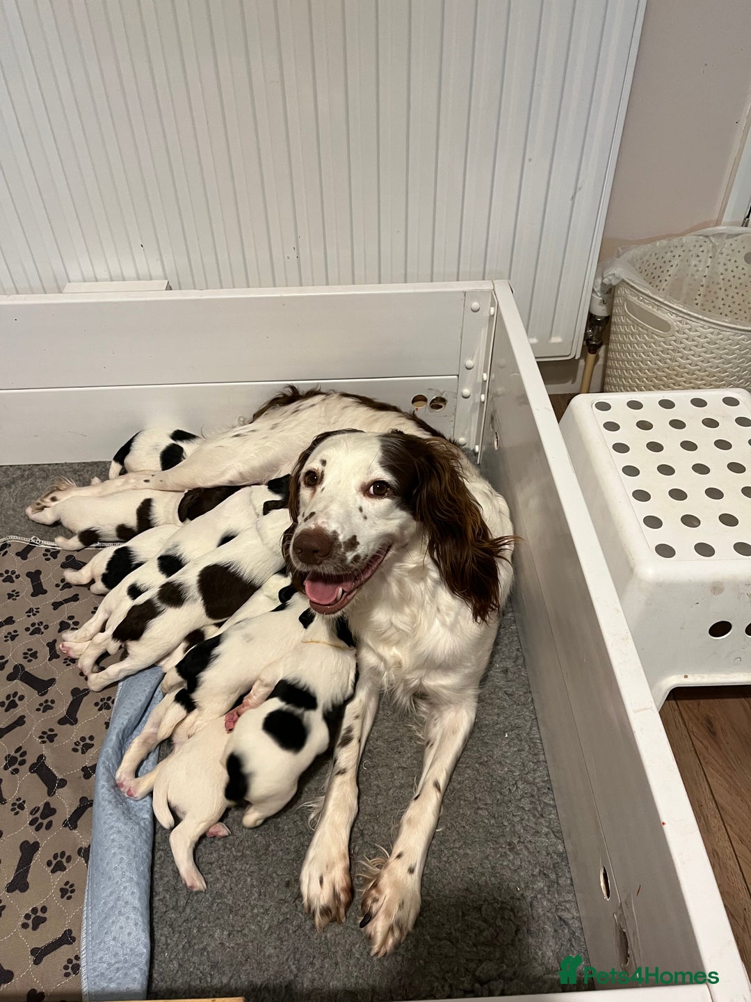 English Springer Spaniel dogs for sale: Beautiful springer spaniel puppies - Image 1