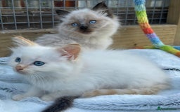 Ragdoll cats for sale: Ragdoll kittens - Image 22