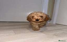 Poochon dogs for sale: Lovely poochon puppy’s for sale - Image 3