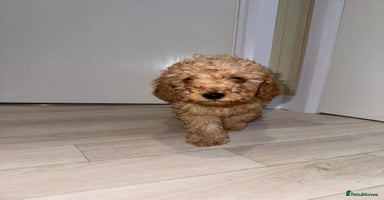 Poochon dogs - Advert 13