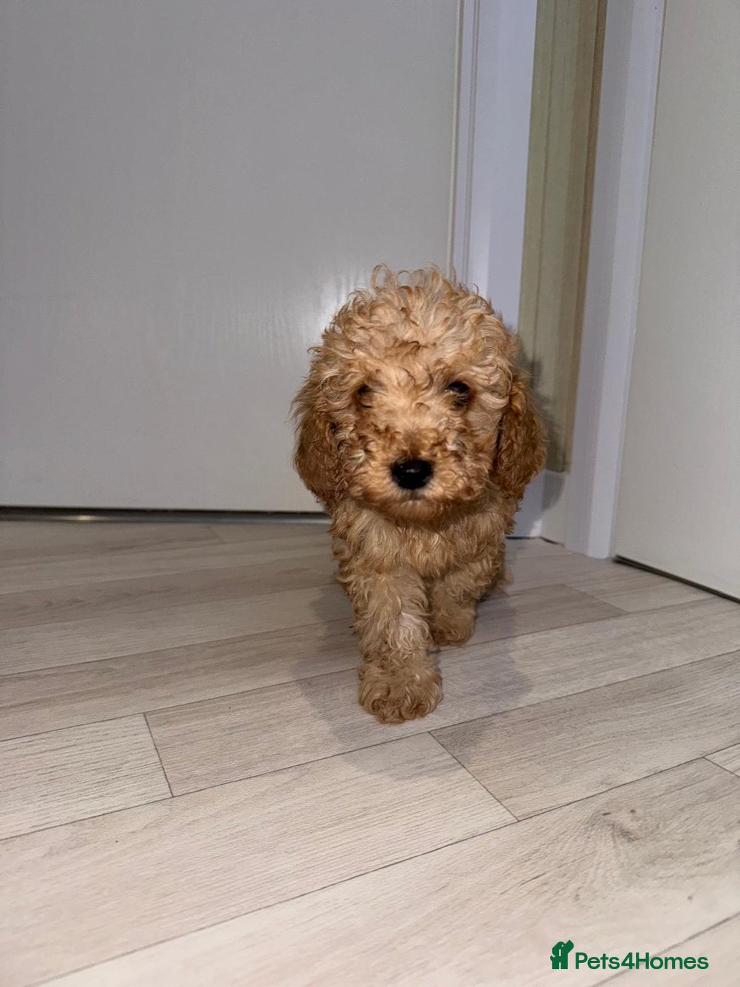 Poochon dogs for sale: Lovely poochon puppy’s for sale - Image 3