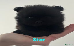 Pomeranian dogs for sale: 6 Pomeranian cherubs - Image 7