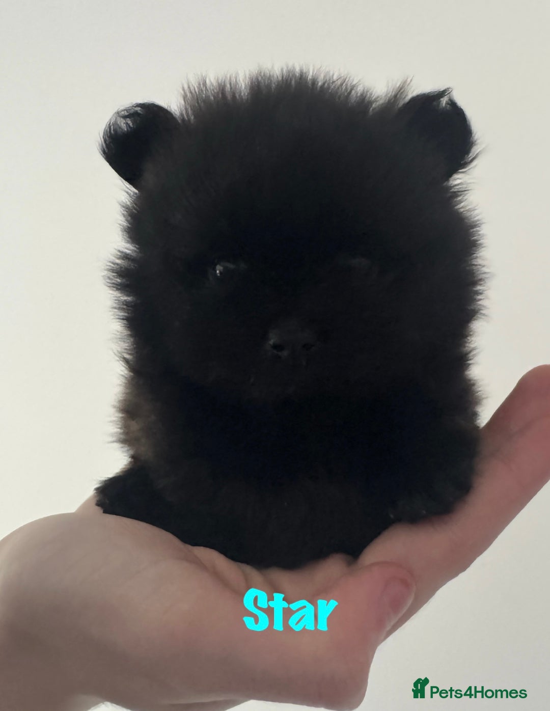 Pomeranian dogs for sale: 6 Pomeranian cherubs - Image 7