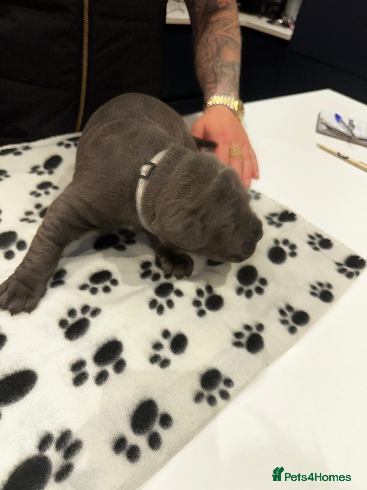Cane Corso dogs for sale: Cane corso puppies  - Advert 15