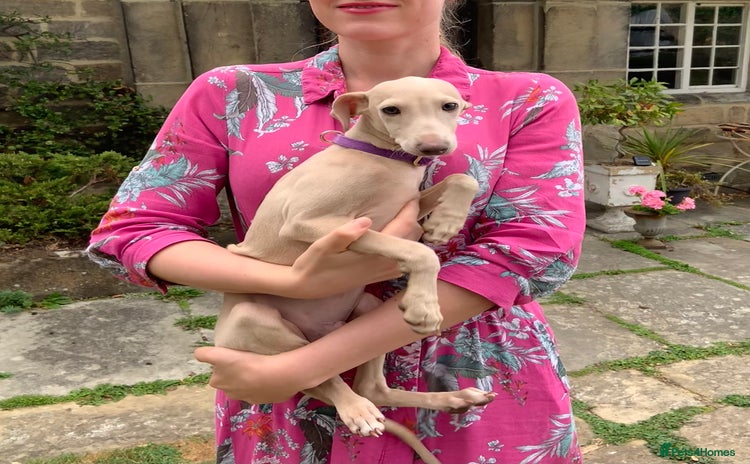 Italian Greyhound dogs in Leeds - Advert 13