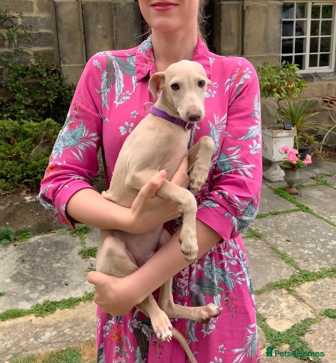 Italian Greyhound dogs for sale: Italian greyhound puppies KC reg European Lineage in Leeds - Image 5