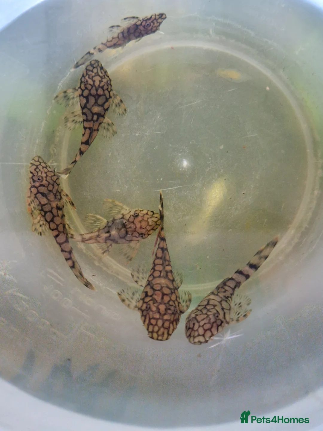 Plecos fish for sale: L519 honeycomb and longfin Super Red Plecos - Advert 2