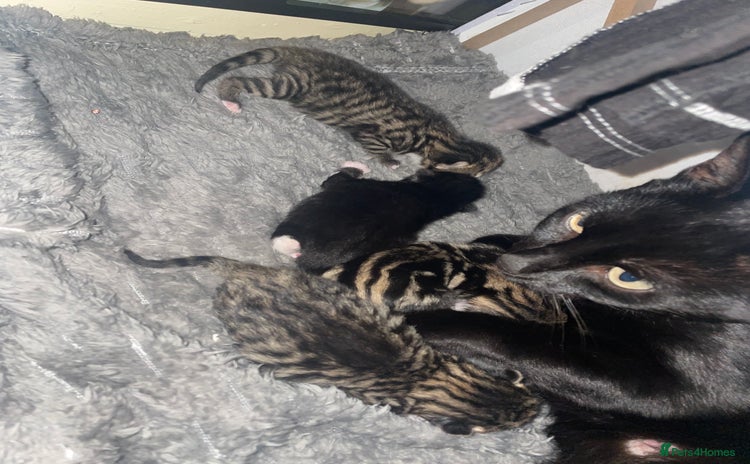 Mixed Breed cats for sale - Advert 1