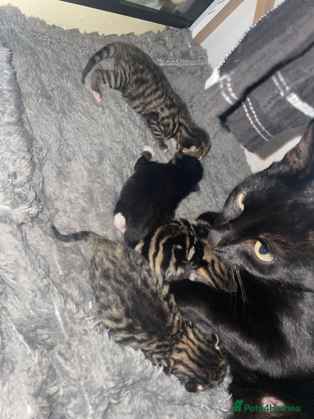 Mixed Breed cats for sale: Beautiful little babies  - Image 1