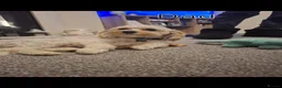 Maltipoo dogs for sale: Maltipoo puppies  - Advert 10
