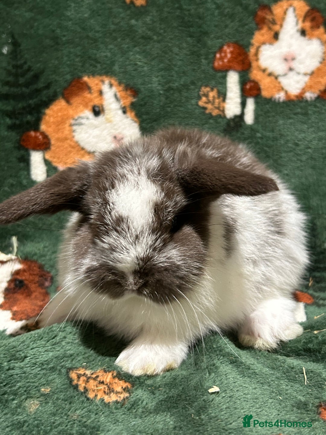 Mini Lop rabbits for sale: Beautiful Baby Mini Lops  - Advert 2