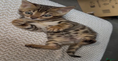 Bengal cats - Advert 9