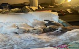 Mixed Breed dogs for sale: Pomeranian Puppies - £1,500 each - Image 1