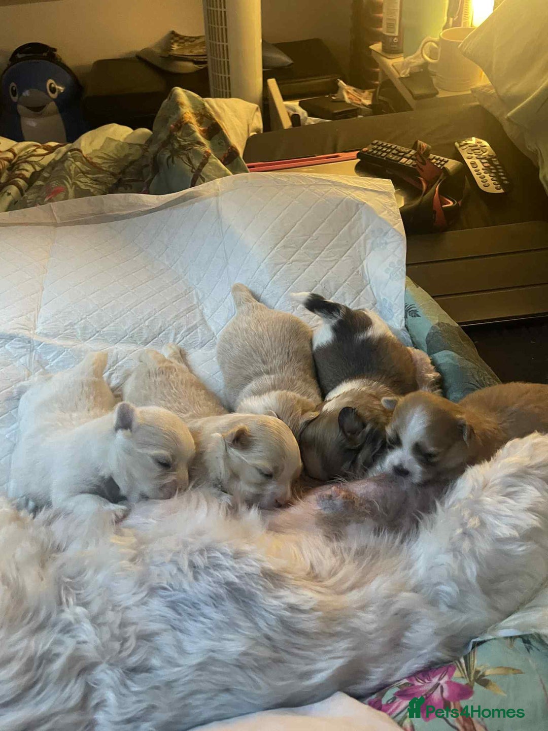 Mixed Breed dogs for sale: Pomeranian Puppies - £1,500 each - Image 1