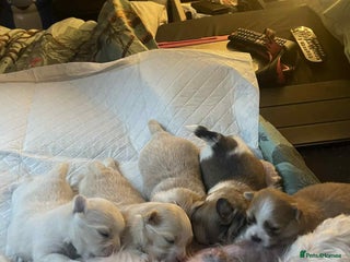 Mixed Breed dogs - Advert 1