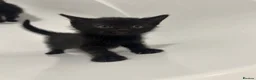 Bombay cats for sale: Adorable Bombay kittens  - Advert 4