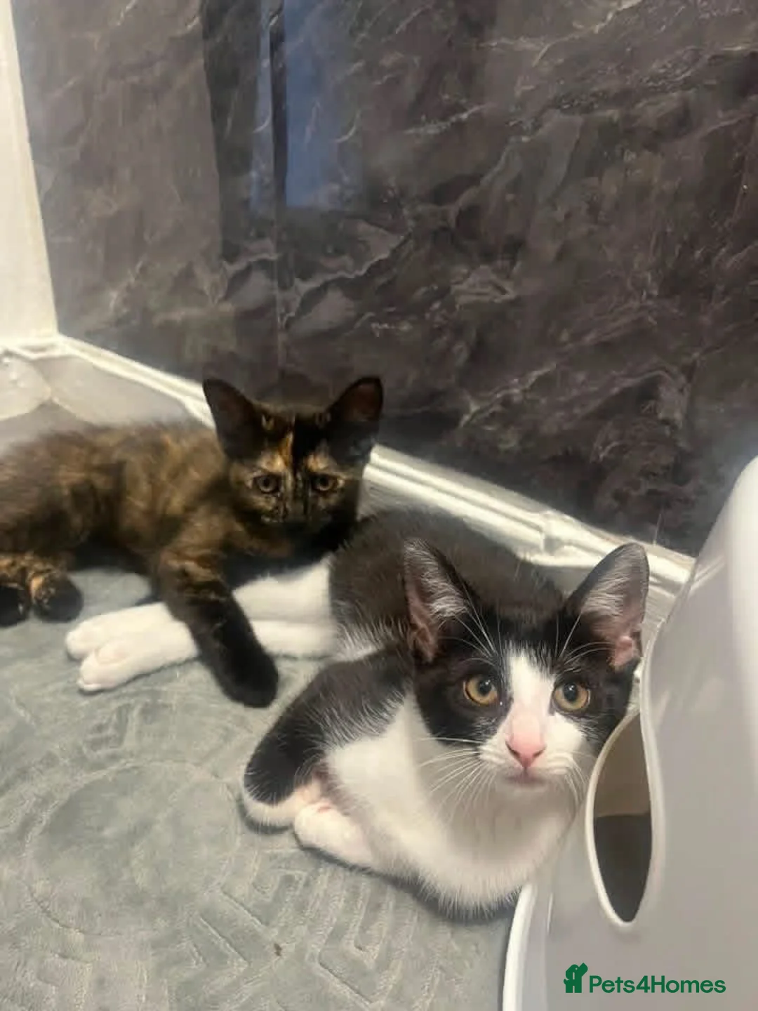 Mixed Breed cats for sale: 2 Four month old brother and sister🤍 - Advert 2
