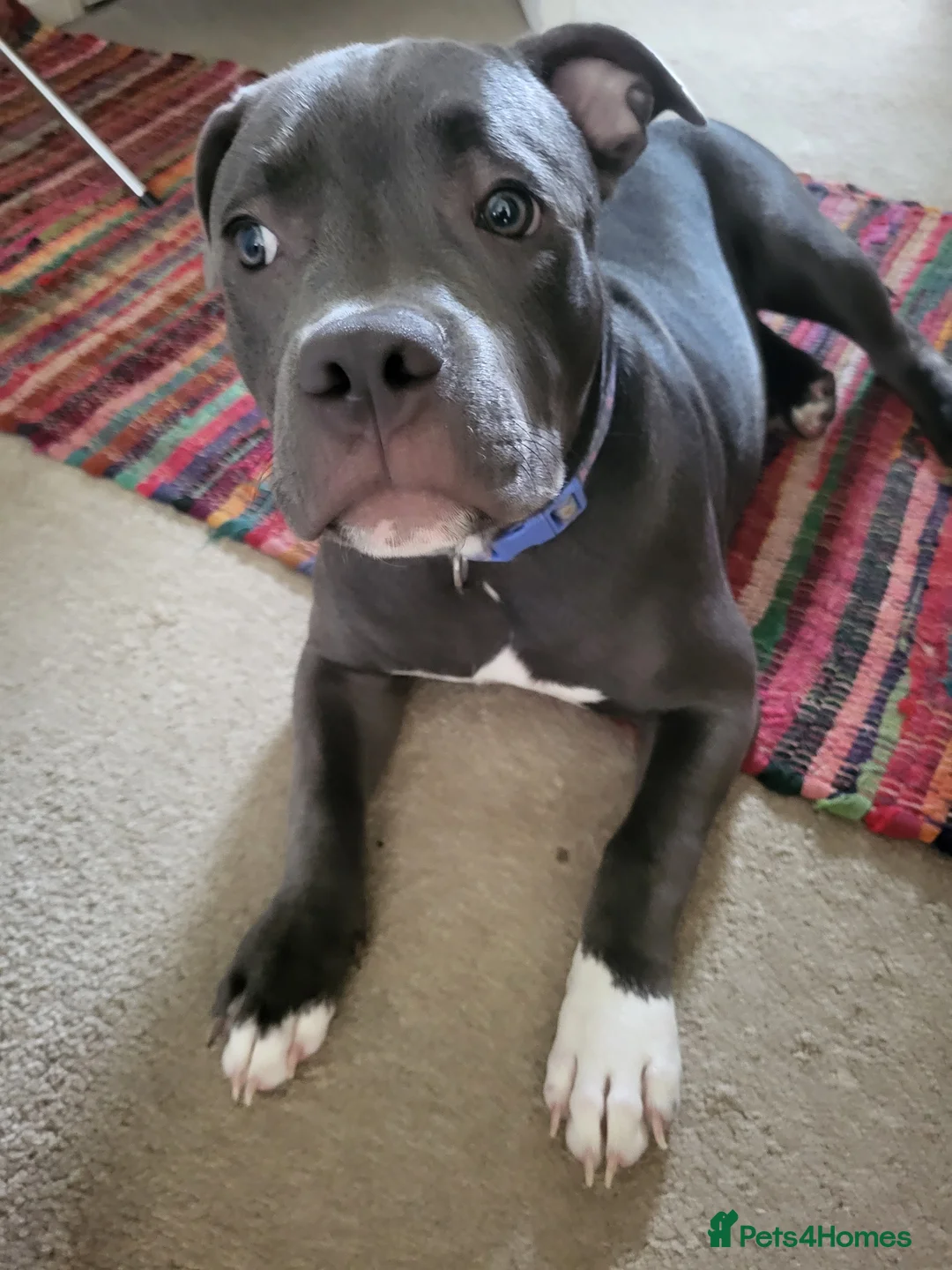 Staffordshire Bull Terrier dogs for sale: K C Registered Blue Staffordshire Bull Terror - Advert 2