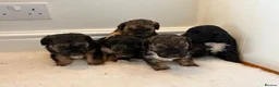 Mixed Breed dogs for sale: Terrier x poodle puppies  - Advert 2